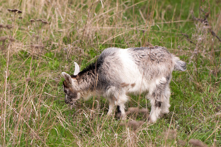 一个小小孩山羊放牧的草地上