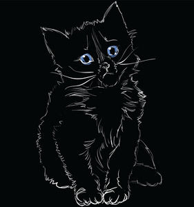 黑色背景上孤立的小光猫肖像