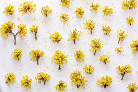 黄色花朵母亲节花环图片