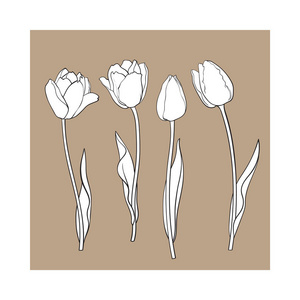 手绘套侧面视图黑色和白色郁金香花