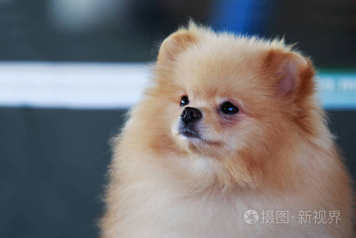 橙色的博美犬狗照片 正版商用图片0nwous 摄图新视界 橙色的博美犬狗照片 正版商用图片0nwous 摄图新视界