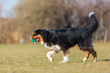 澳大利亚牧羊犬走着鼻子一个球