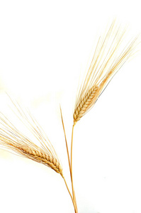 在白色背景上孤立的小麦耳朵