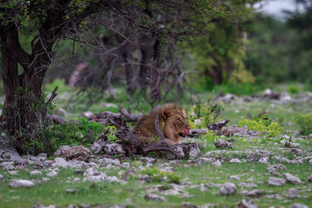 公狮子躺在一棵树下