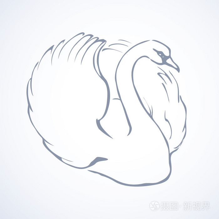 天鹅.矢量绘图插画-正版商用图片0nwpwz-摄图新视界