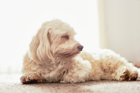 在地毯上打盹的犬种去年成为狗