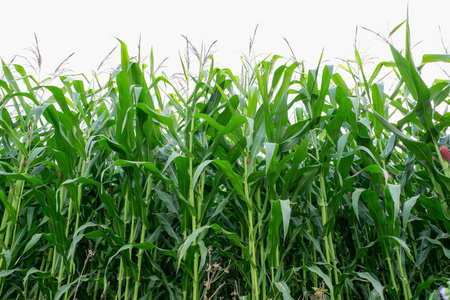 成排的玉米茎生长.白色背景上孤立照片