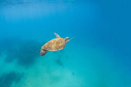 与海龟浮潜绿海龟潜水,在蓝色的海水.与龟海风光照片
