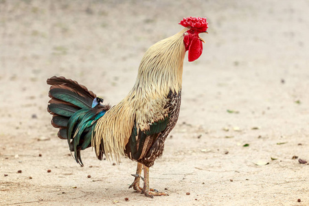 七彩鸡叫照片