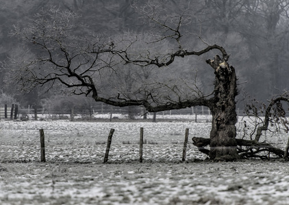 树木在冬天的形象