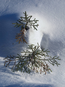 在雪中的云杉