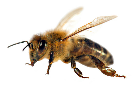 蜂或蜜蜂,蜜蜂的详细信息照片