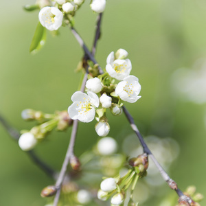 樱桃树花