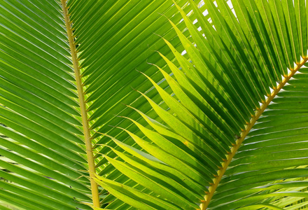 绿色的椰子叶