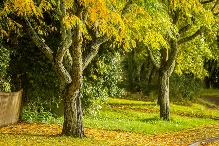 金色秋天的树木
