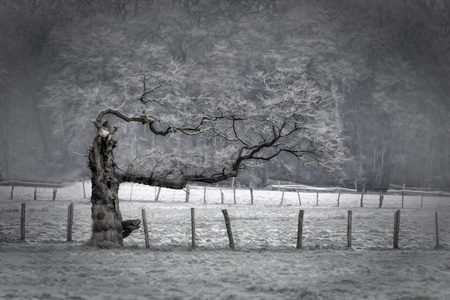 树木在冬天的形象
