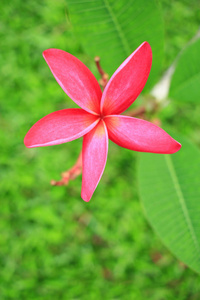 粉红色的鸡蛋花花卉