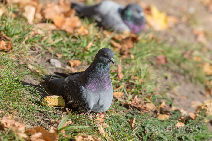 鸽子在草地上