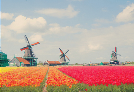 荷兰的风车在郁金香图片