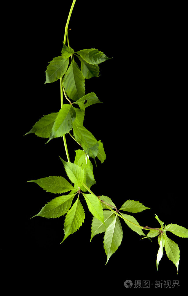 绿色的叶子的藤蔓