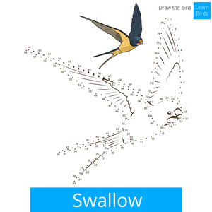燕子鸟学会画矢量图片