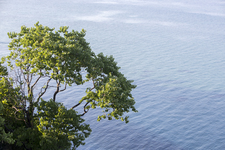 一棵树在卡泰里尼，希腊的美丽海滩的鸟瞰图
