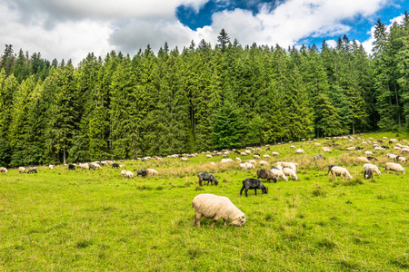 成群的牛羊草甸,春景与新鲜绿草照片
