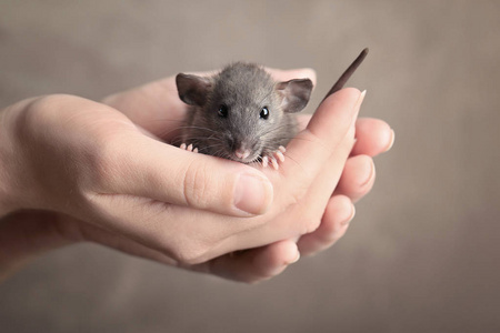 可爱的老鼠的年轻女子摄影图