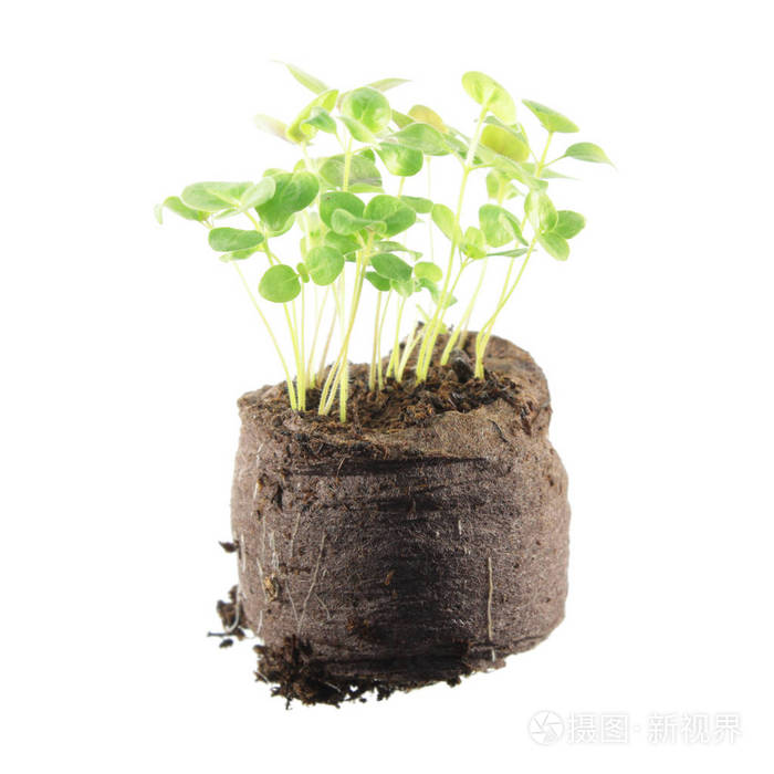 年轻的金鱼草植物隔离在白色背景上 在土块土苗照片 正版商用图片0nxau5 摄图新视界