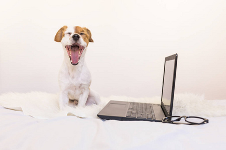 可爱年轻的小狗在家里的笔记本电脑上工作，感觉很累
