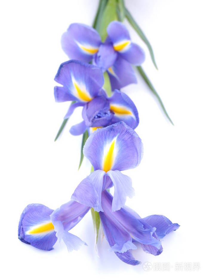 在白色背景上的蓝色鸢尾花