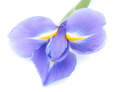 在白色背景上的蓝色鸢尾花