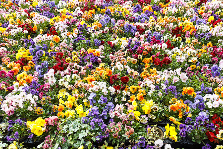 鲜花背景，五颜六色的鲜花，在公园里。春天景观