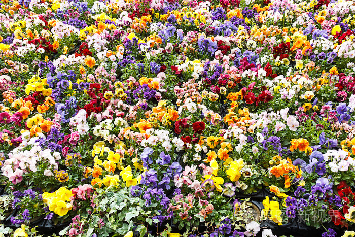 鲜花背景,五颜六色的鲜花,在公园里.春天景观