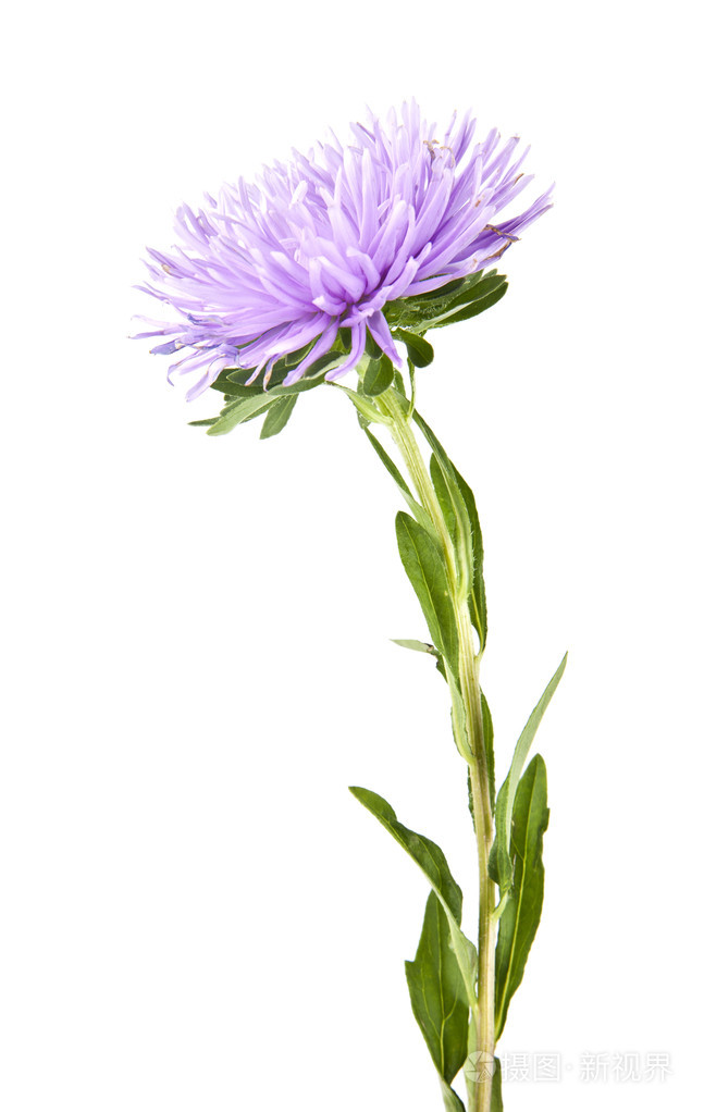 白底粉红花