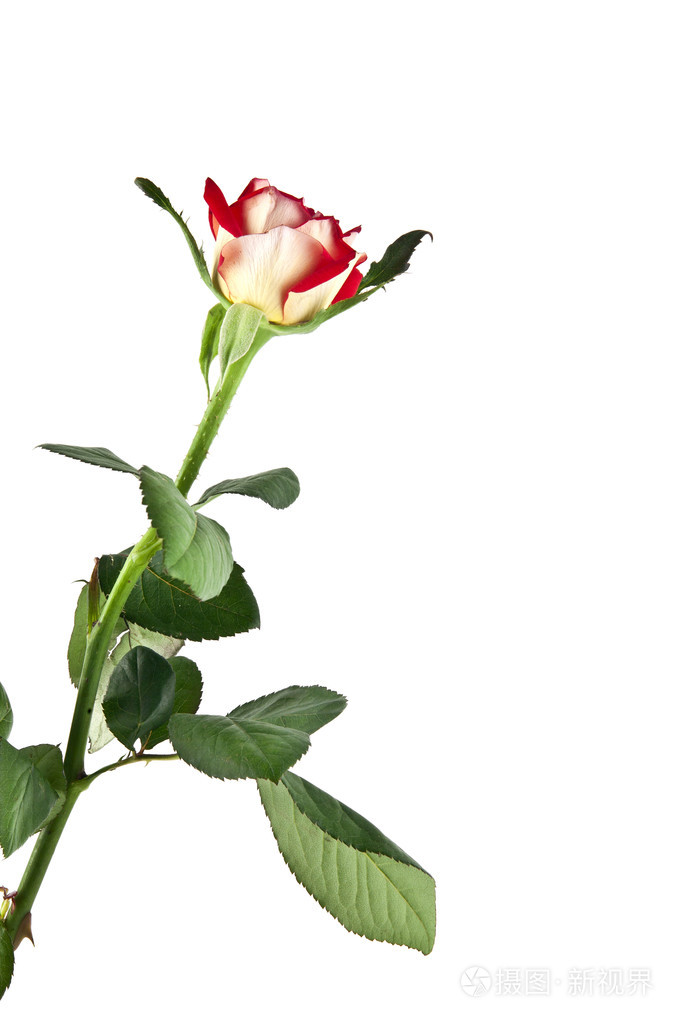 白底红玫瑰