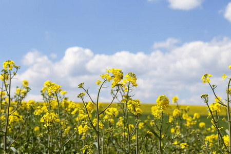 领域的黄色油菜领域的油菜, 芥花籽油或菜籽油油菜开花领域的全景视图