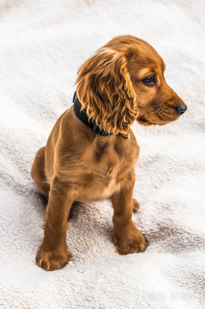英国可卡犬小狗白色的毯子上孤立