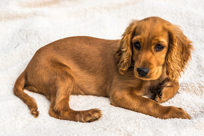 英国可卡犬小狗白色的毯子上孤立