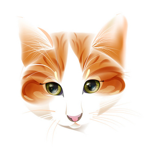 姜猫的肖像