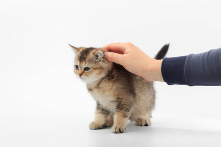 小可爱小猫条纹在白色背景上的男人的手