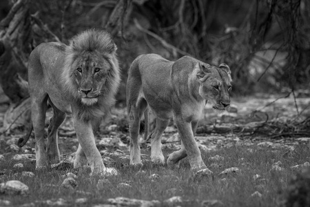 狮子夫妇走在草地