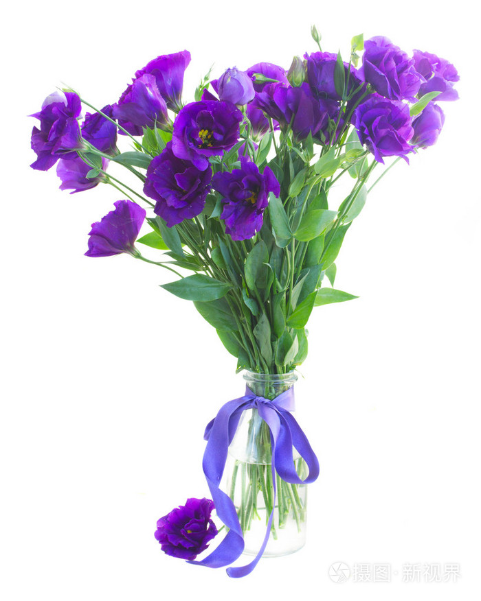 束紫罗兰色洋桔梗花照片 正版商用图片0nxjce 摄图新视界