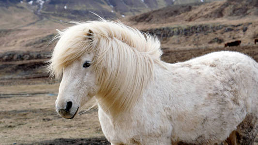 马鬃毛从大风照片