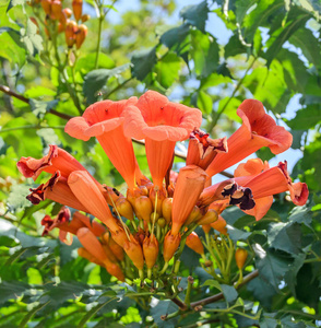 橙色的花树图片