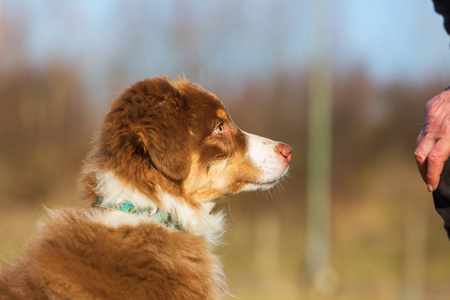 澳大利亚牧羊犬小狗的肖像