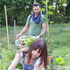 年轻夫妇的园丁收集新鲜蔬菜在 gardenhou