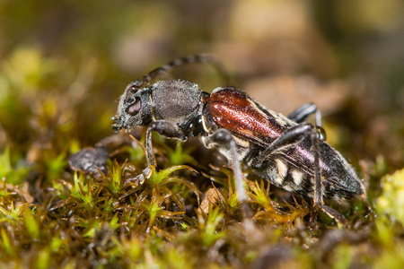 Longhorn 甲虫 Anaglyptus mysticus 配置文件