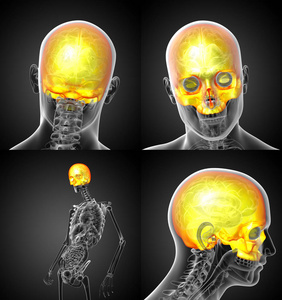 3d 渲染医学插图的上部的头骨