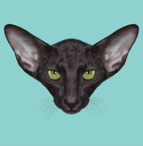 黑色的东方短毛猫的插图的肖像照片